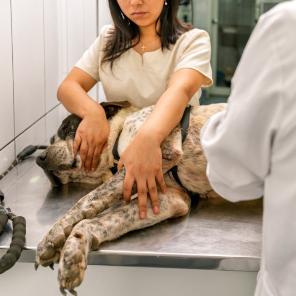 Referência em ortopedia veterinária 