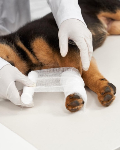 Cirurgias ortopédicas veterinária