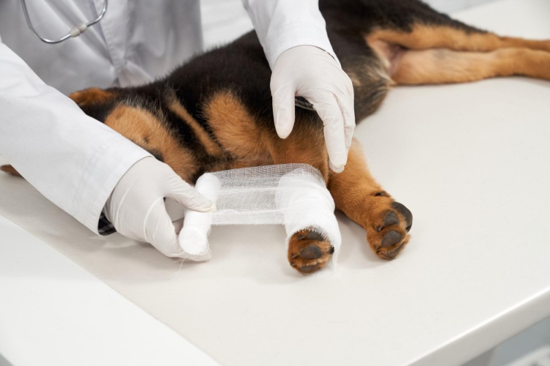 Cirurgias ortopédicas veterinária